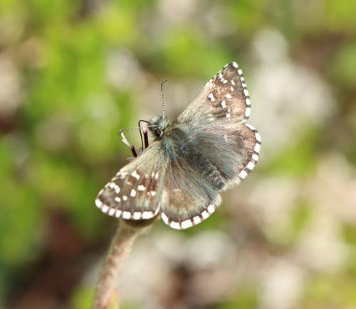 Pyrgus sp.